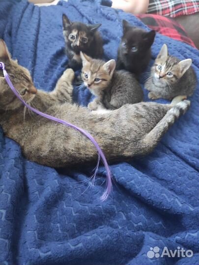 Кошка в дар бесплатно