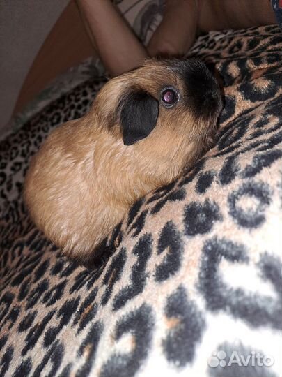 Морская свинка с клеткой