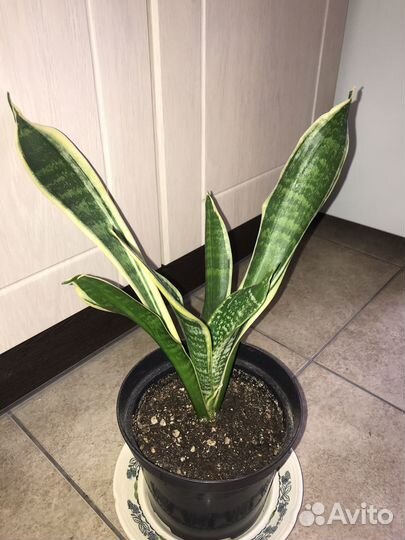 Сансевиерия