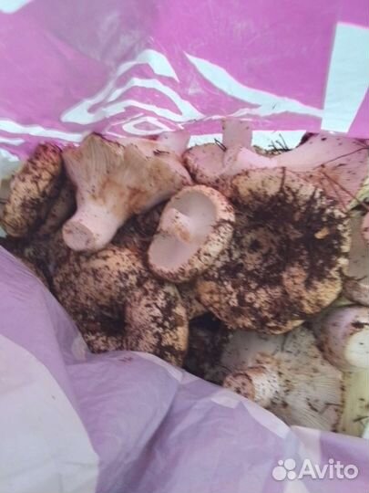 Грузди свежие