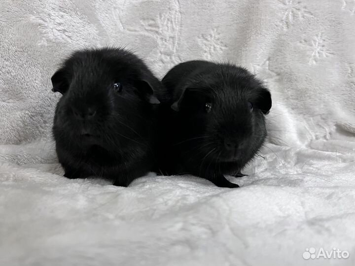 Морские свинки крестед девочки черный окрас