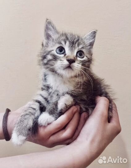 Котенок