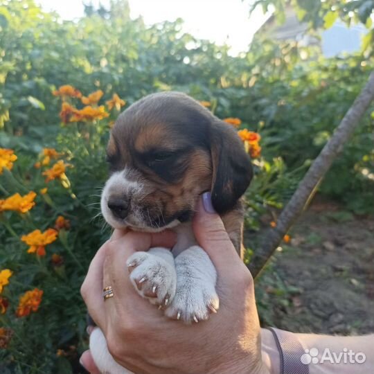 Щенки бигль