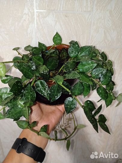 Хойя лакуноза