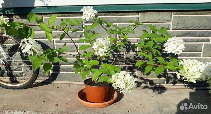 Гортензия метельчатая Limelight 3-хлетний куст