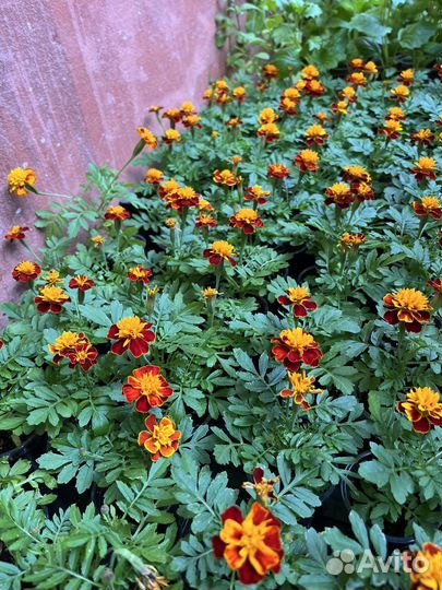 Рассада бархатцев