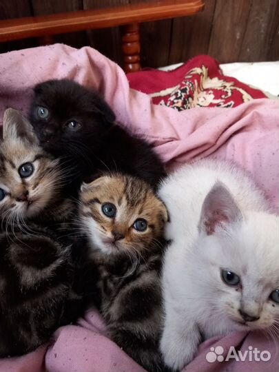 Кошка в дар бесплатно