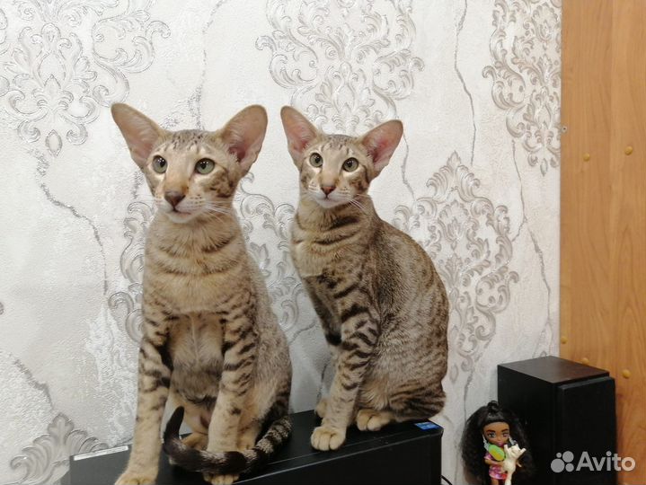 Ориентальные котята