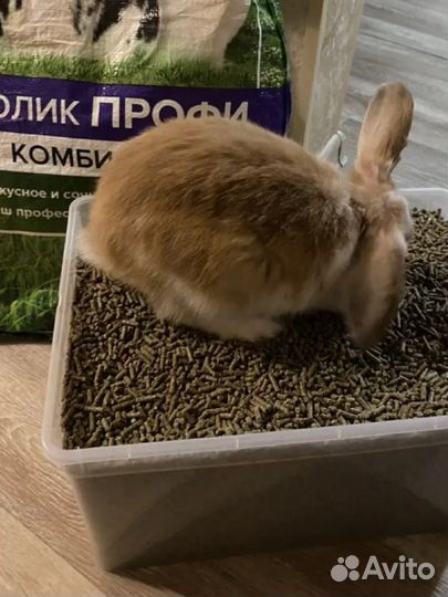 Корм для кроликов