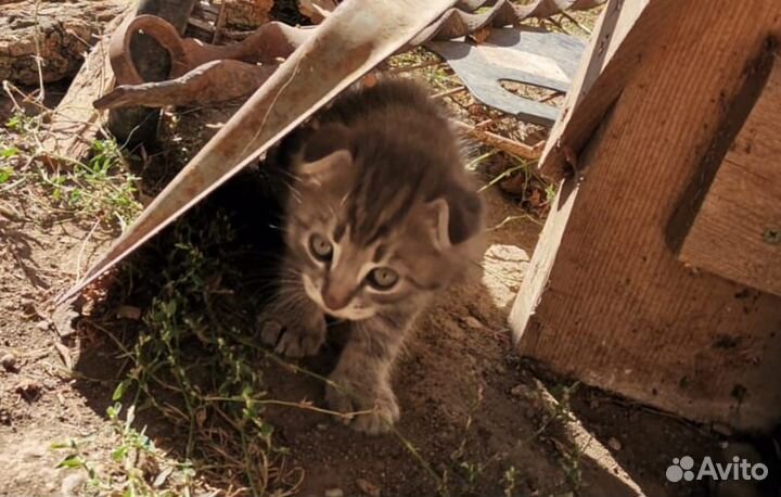 Кошка