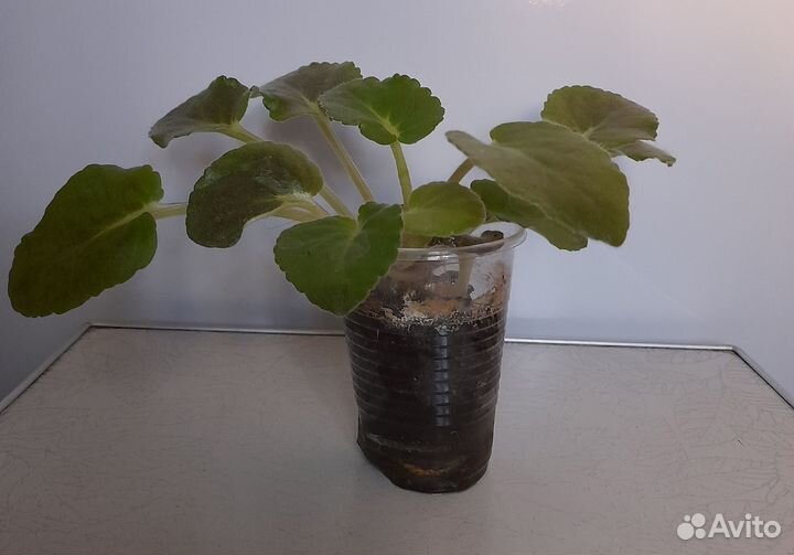 Фиалка сортовая