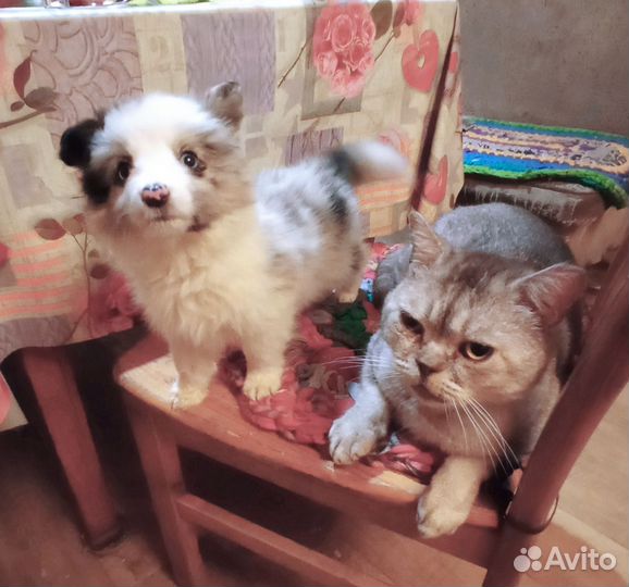 Бордер Колли с отправкой по России