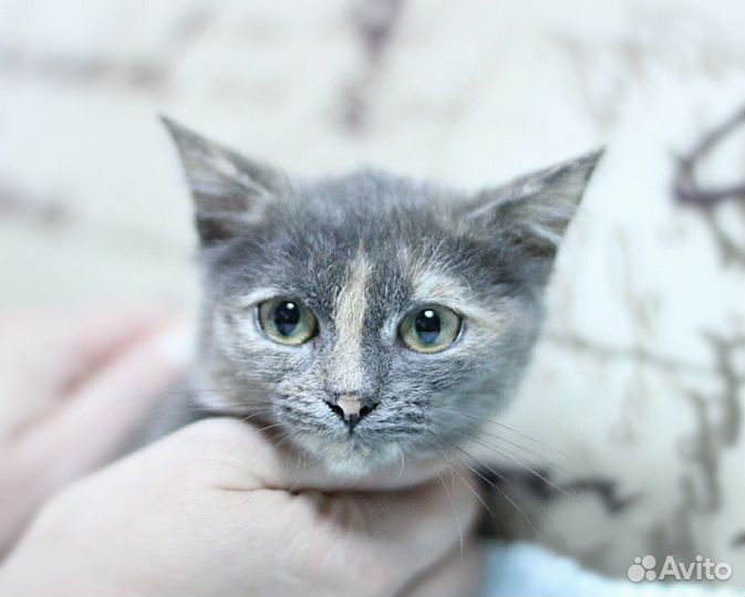 Котята метисы русской голубой в дар 2,5 мес