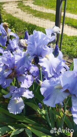 Ирис,ромашка