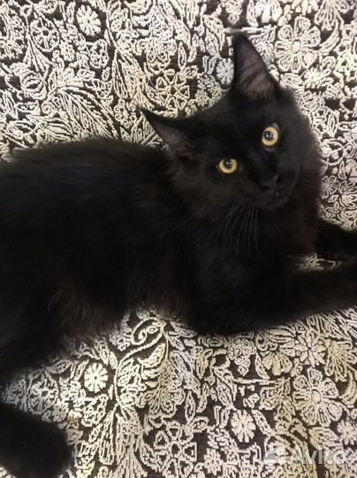 Продам шикарного кота