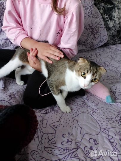 Кошка в добрые руки