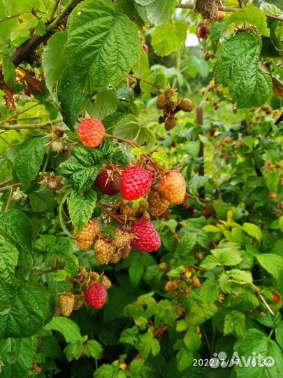 Саженцы малины