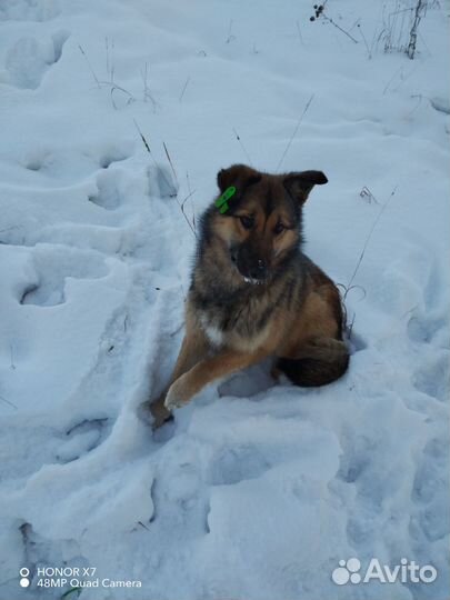 Собака в добрые руки