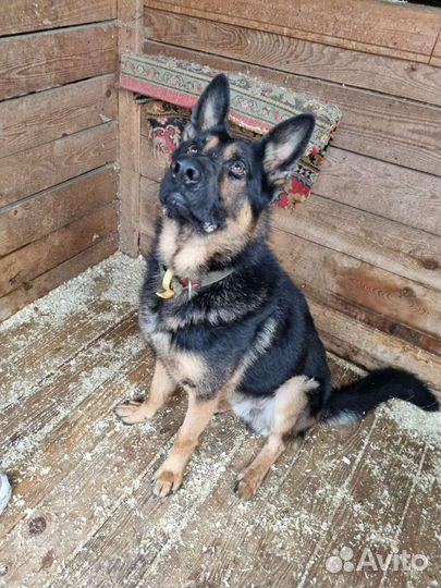 Молодая умная овчарка, необходимо быть с человеком