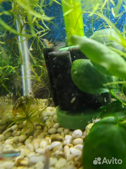 Боция мраморная