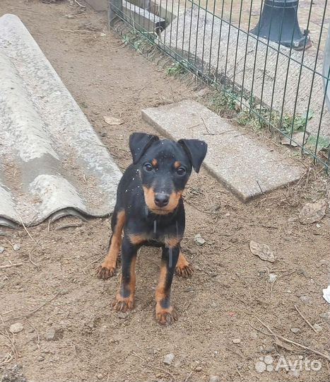 Щенок ягдтерьер