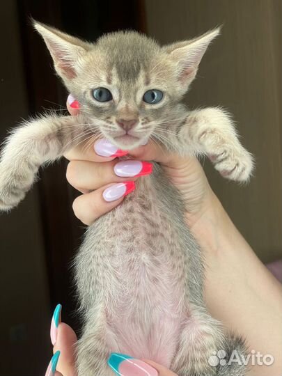 Саванна кошка