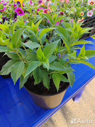 Гортензия саженцы