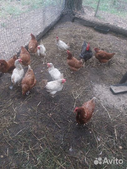 Куры несушки