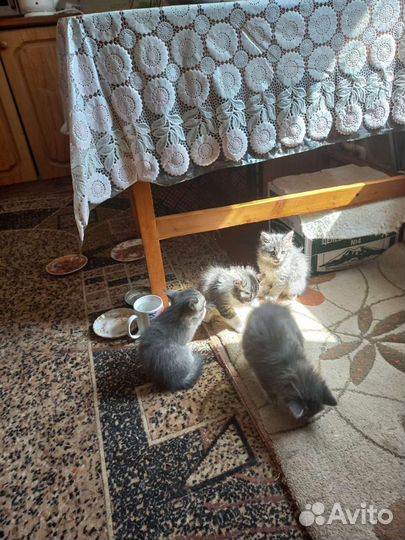 Котята в дар