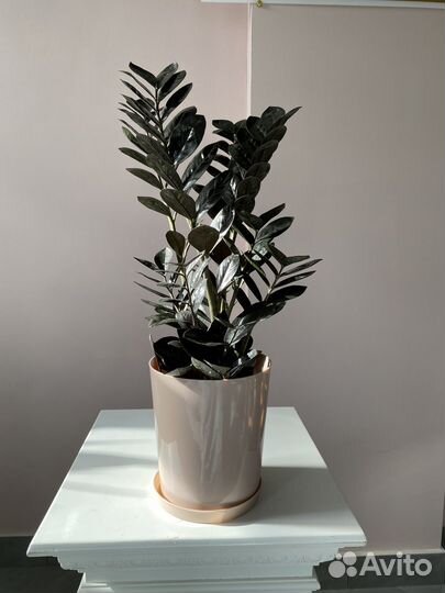 Суккуленты и кактусы, замиакулькас, алоэ