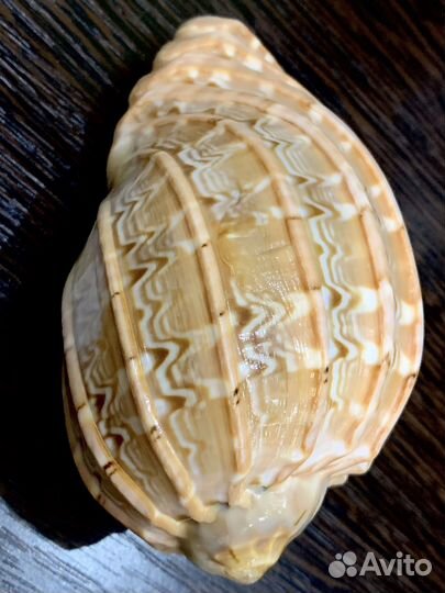 Бронь для Сергея Морские ракушки раковины