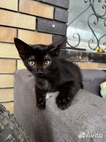 Котята бесплатно