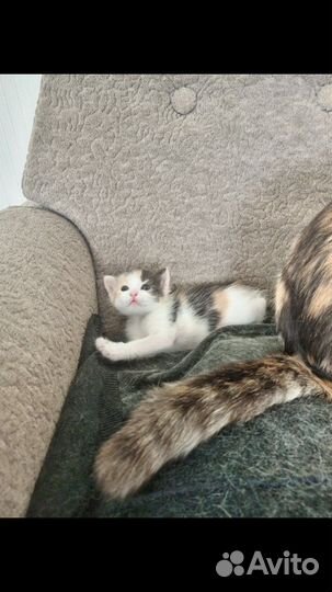 Кошка в дар бесплатно