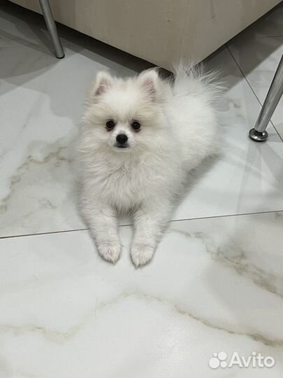 Немецкий шпиц