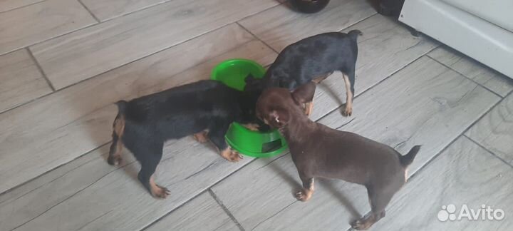 Мини той-терьер