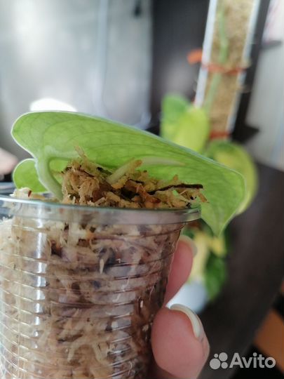 Сциндапсус мангурай