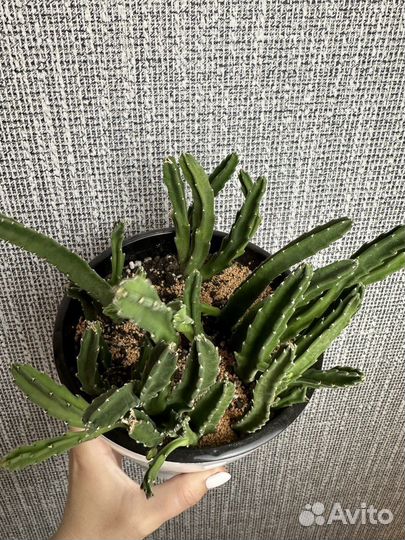 Комнатные растения