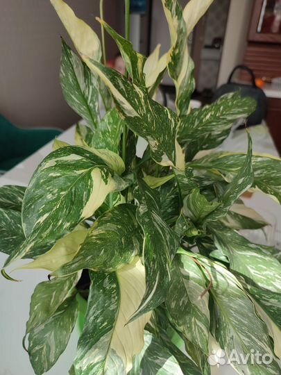 Спатифиллум домино