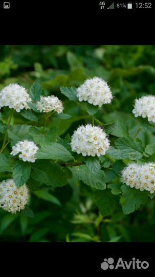 Спирея калинолистная (пузыреплодник, только оптом)