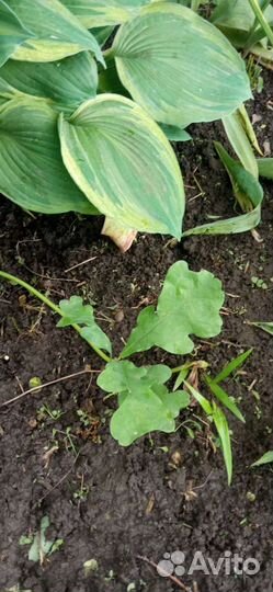 Саженцы дуба