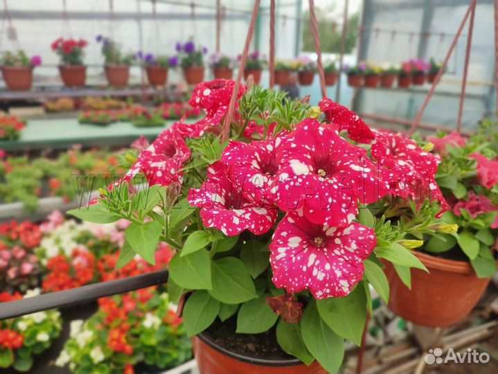 Черенок ампельной петунии вегетативная рассада опт