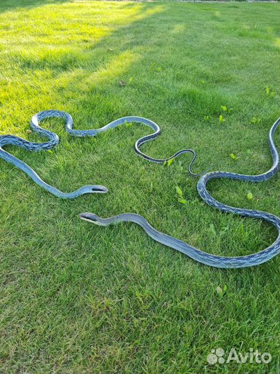 Тонкохвостый полоз Блю бьюти