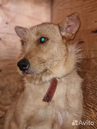 Молодая собака бородач из приюта ищет семью и дом