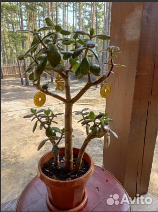 Продаю Денежное Дерево