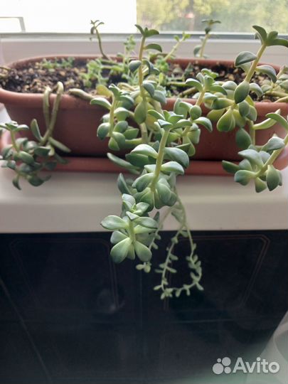 Суккуленты