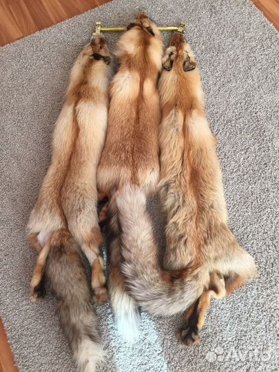 Шкуры лисы