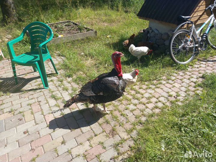 Передержка животных на время отпуска