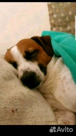 Вязка Джек Рассел