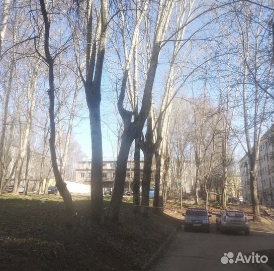 Валка деревьев