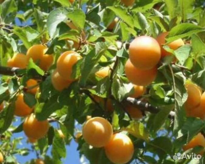 Абрикос уральский саженцы